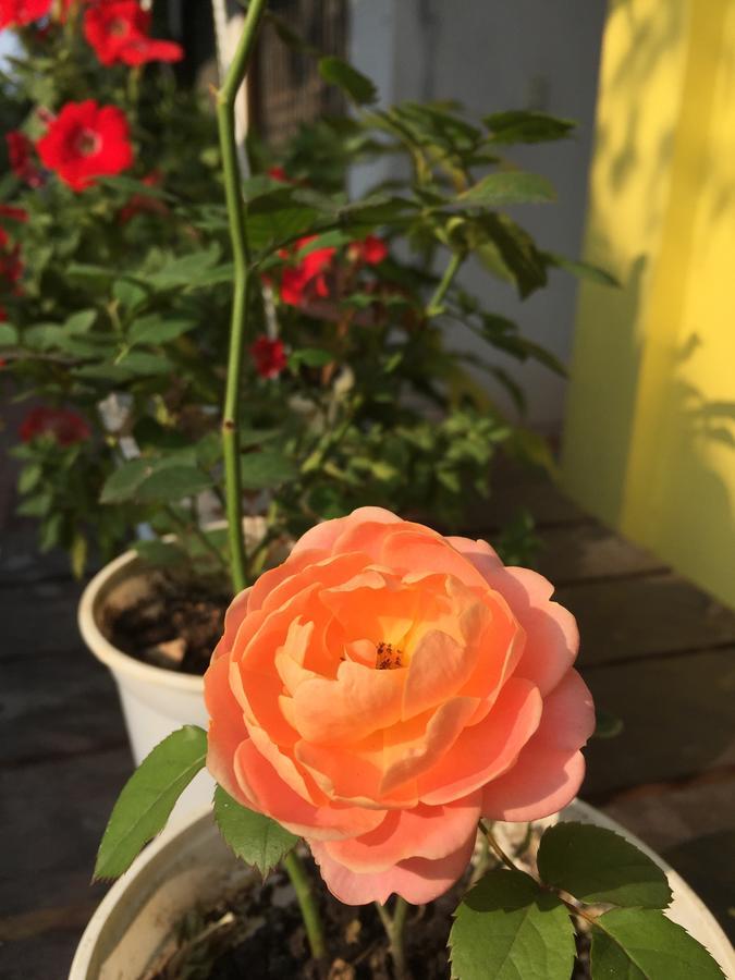 Adam Eva Homestay Dong Hoi Exteriér fotografie